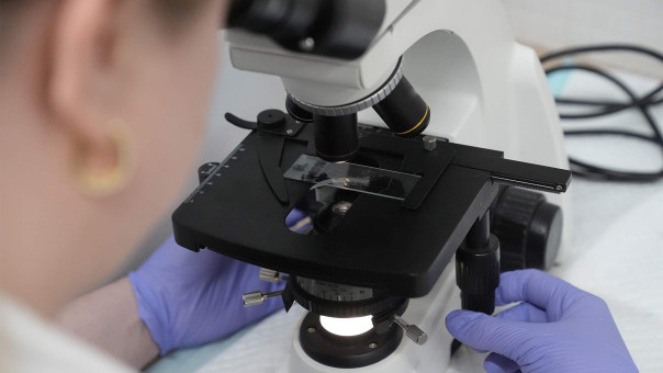 Тело жизни: огненные амёбы и дроны-насекомые с «высшим пилотажем»