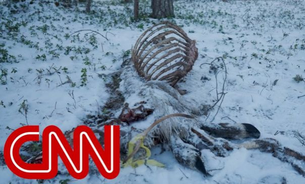 CNN: «Волки съели оленят – это Путин виноват»⁠ (видео)