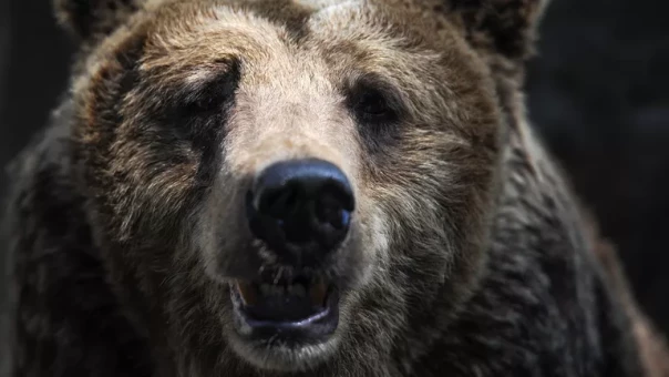 Медведь ворвался в школу и утащил ребенка