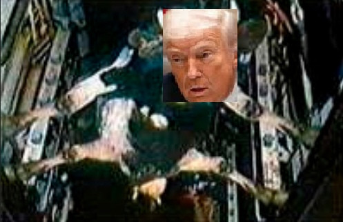 Александр Роджерс: Корова в бомболюке