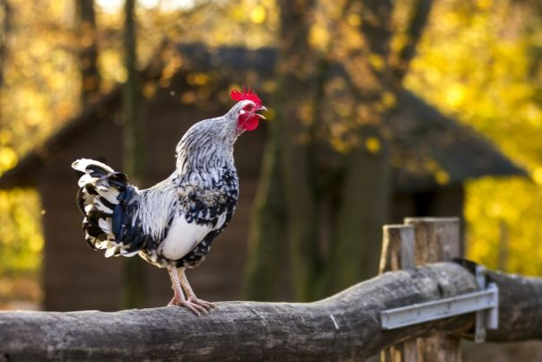Спектакль Трампа в Каракасе нашел восторженных зрителей и в России