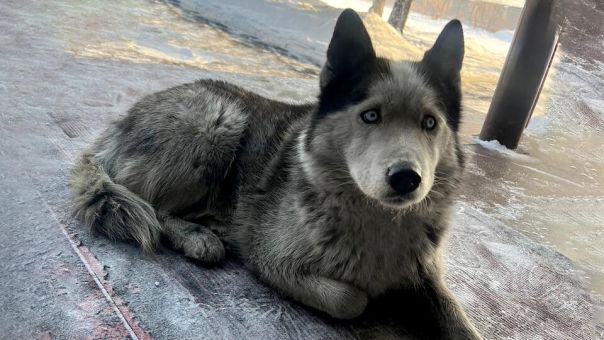 %22Тувинский Хатико%22. Собака год ждет в аэропорту Кызыла погибшего на СВО хозяина