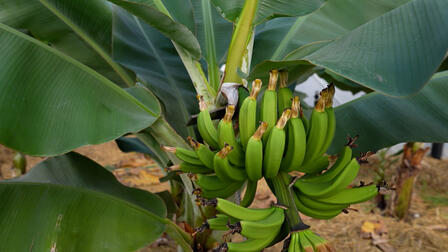 В Сочи созревает первый крупный урожай российских бананов