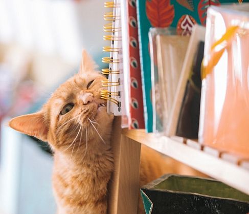 Гарфилд: как история одного питомца стала основой для сети зоомагазинов в Минске