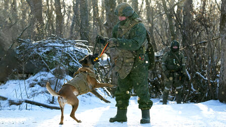 Служебные собаки ищут диверсионные группы ВСУ и обнаруживают мины в зоне СВО