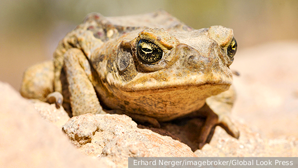 Выращенные англосаксами жабы съедят их самих