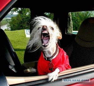 СтопХам - Ленинград - Осторожно, злая "собака"! 18+