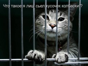 Банда котов-домушников терроризирует графство Эссекс на востоке Англии