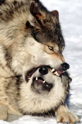 Майдан. Внутривидовая борьба крепчает, линии раскола все заметнее