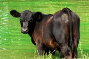 Судья отчитал присяжных за смех над делом о неудавшемся сексе с коровой