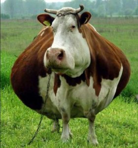 Пукающие вместе...