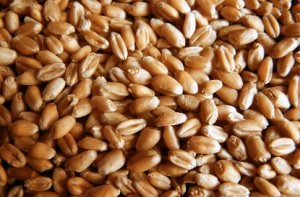 Зерно, глобальный выбор и революция