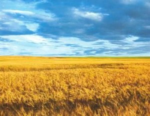 Ситуация на Украине